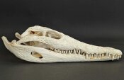 Crocodile skull from Nile crocodile - length 29 cm Nr. 2147