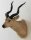 Sitatunga, Sumpfantilope Nr. 70
