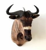 Nyasa Wildebeest, Njassa Streifengnu, Weißbindengnu...