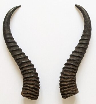 Springbockhörner Nr. 2501 - Länge 26 cm