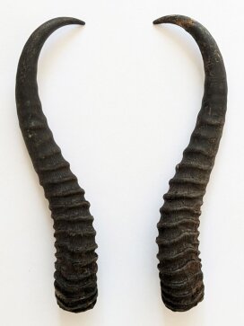 Springbockhörner Nr. 2501 - Länge 27 cm