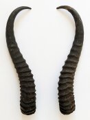 Springbockhörner Nr. 2501 - Länge 27 cm