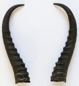 Springbockhörner Nr. 2502 - Länge 27 cm