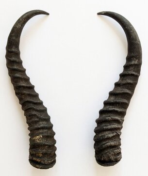 Springbockhörner Nr. 2503 - Länge 27 cm