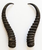 Springbockhörner Nr. 2503 - Länge 27 cm