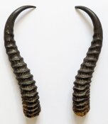 Springbockhörner Nr. 2505 - Länge 30 cm