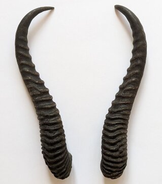 Springbockhörner Nr. 2507 - Länge 30 cm