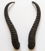 Springbockhörner Nr. 2507 - Länge 30 cm