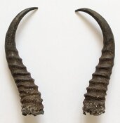 Springbockhörner Nr. 2508 - Länge 23 cm