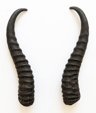Springbockhörner Nr. 2509 - Länge 26 cm