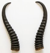 Springbockhörner Nr. 2509 - Länge 29 cm