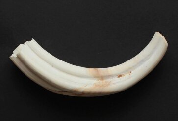 Warzenschweinzahn aus Südafrika Nr. 6011-22