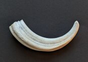 Warzenschweinzahn aus Südafrika Nr. 6011-23