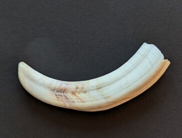 Warzenschweinzahn aus Südafrika Nr. 6011-25