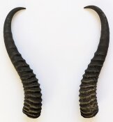 Springbockhörner Nr. 2510 - Länge 27 cm