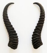 Springbockhörner Nr. 2511 - Länge 24 cm