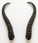 Springbockhörner Nr. 2512 - Länge 26 cm