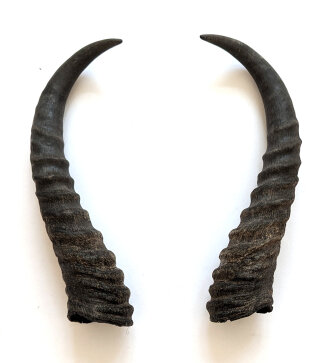 Springbockhörner Nr. 2513 - Länge 23 cm