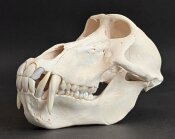 Affenschädel XL vom Pavian - Länge 22,5 cm Nr. 2183