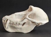 Affenschädel XL vom Pavian - Länge 22,5 cm Nr. 2183