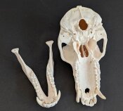 Affenschädel XL vom Pavian - Länge 22,5 cm Nr. 2183