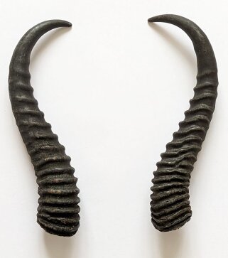 Springbockhörner Nr. 2515 - Länge 27 cm