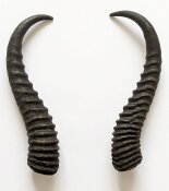 Springbockhörner Nr. 2515 - Länge 27 cm