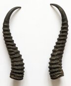 Springbockhörner Nr. 2516 - Länge 25 cm