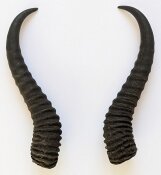 Springbockhörner Nr. 2517 - Länge 24 cm